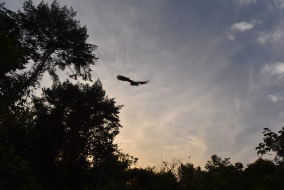 Este año 140 especies de fauna silvestre han sido liberadas en Antioquia