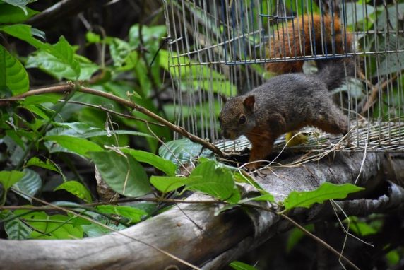 Este año 140 especies de fauna silvestre han sido liberadas en Antioquia