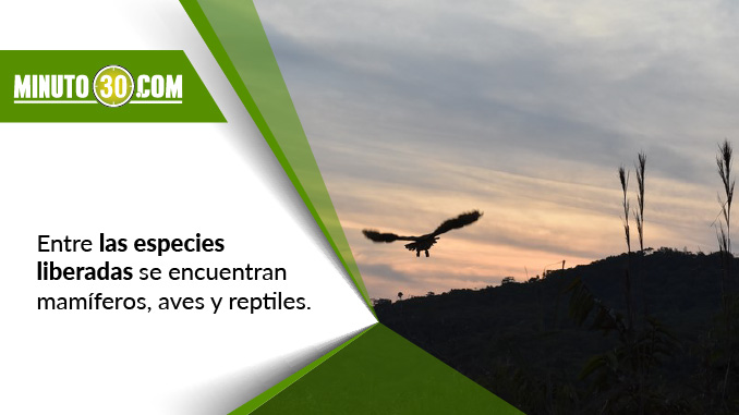 Este año 140 especies de fauna silvestre han sido liberadas en Antioquia