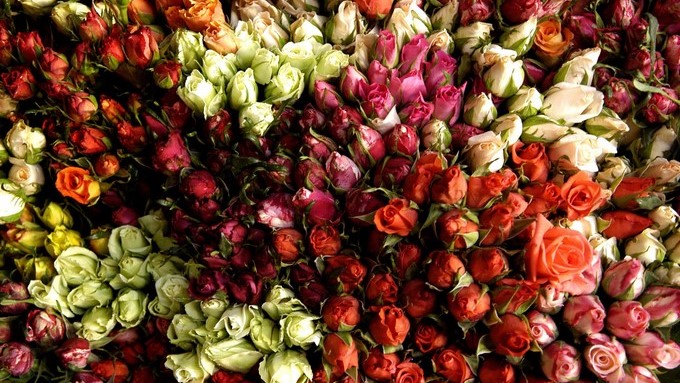 flores Copiar