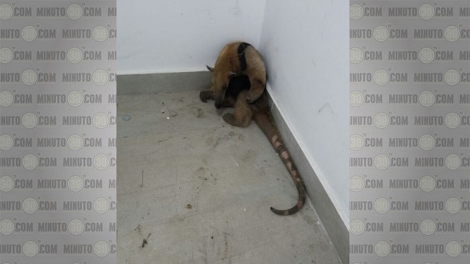 Oso hormiguero rescatado.