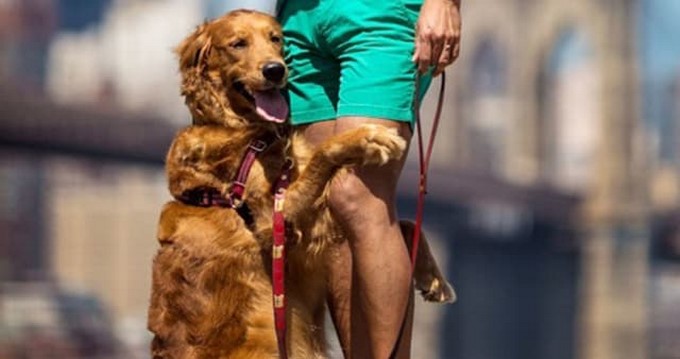 Aaaaww… Este perro no puede dejar de abrazar a todo el mundo