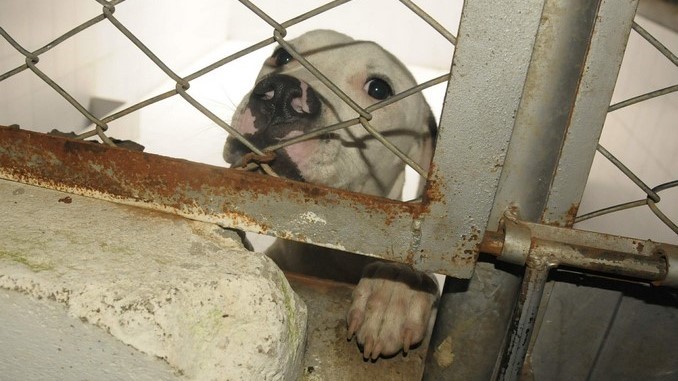 Presunto ladrón murió tras ser atacado por tres perros pitbull en la Localidad de Ciudad Bolívar