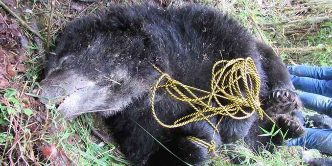 oso andino asesinado