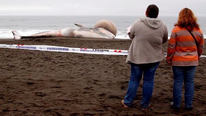 BALLENA VARADA CON GRAN PROTUBERANCIA CAUSA ESPECTACIÓN EN COSTAS DE CHILE