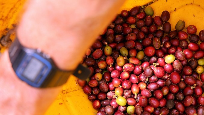 Producción de café en el país caería tras la temporada invernal del primer semestre del año