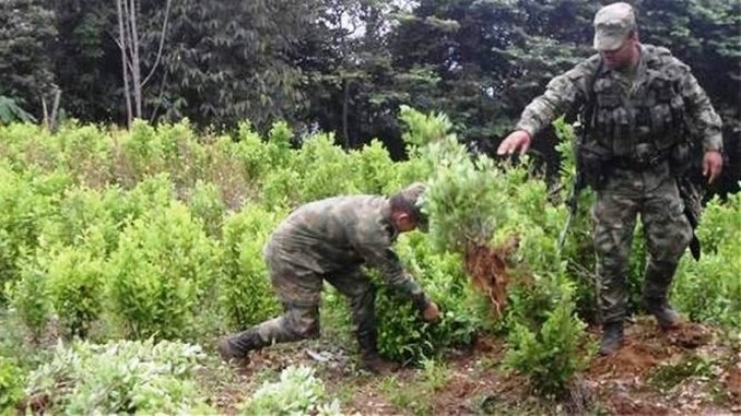 Erradicacion_Cultivos_ilicitos_coca