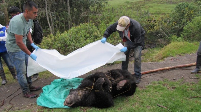 Oso_de_Anteojos_asesinado