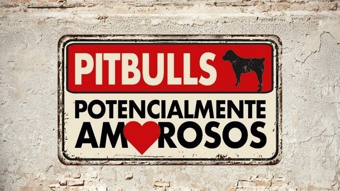 pitbulls potencialmente amorosos
