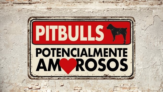 pitbulls potencialmente amorosos