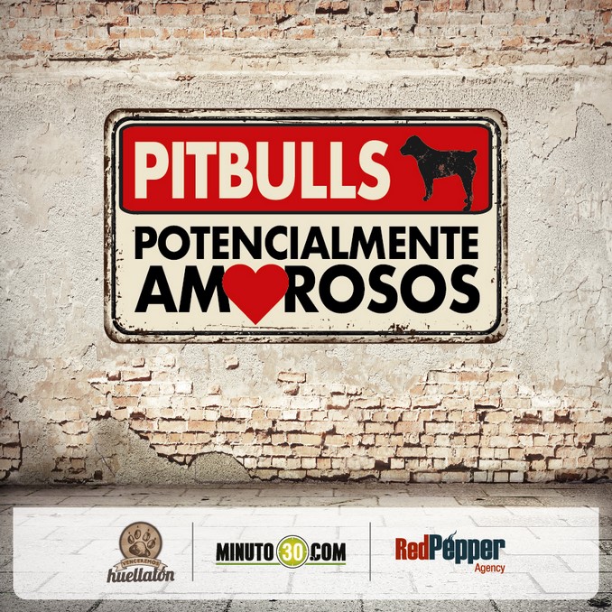pitbulls potencialmente amorosos