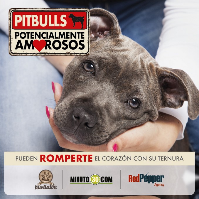 pitbulls potencialmente amorosos