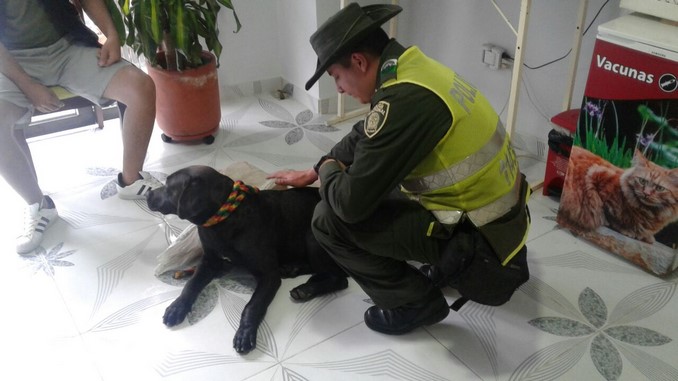 Rescatan a un perrito en El Santuario que fue atropellado por un vehículo