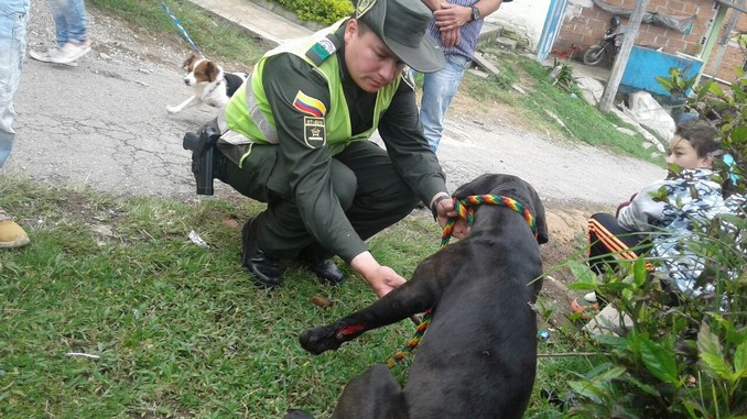 FOTOS: Rescatan a un perrito en El Santuario que fue atropellado por un vehículo 3 Rescatan a un perrito en El Santuario que fue atropellado por un vehículo