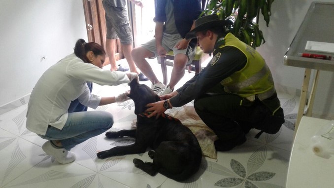FOTOS: Rescatan a un perrito en El Santuario que fue atropellado por un vehículo 4 Rescatan a un perrito en El Santuario que fue atropellado por un vehículo