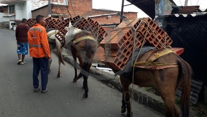 caballos ferreteria santo domingo savio