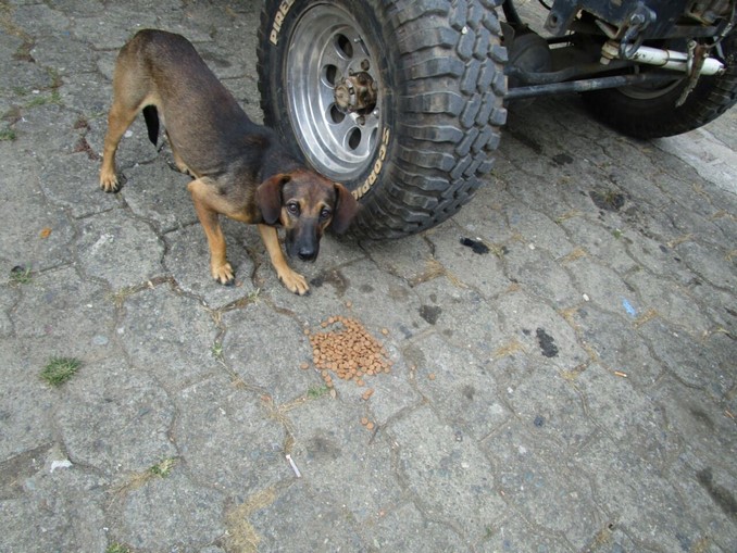 roban moto alimentaba animales