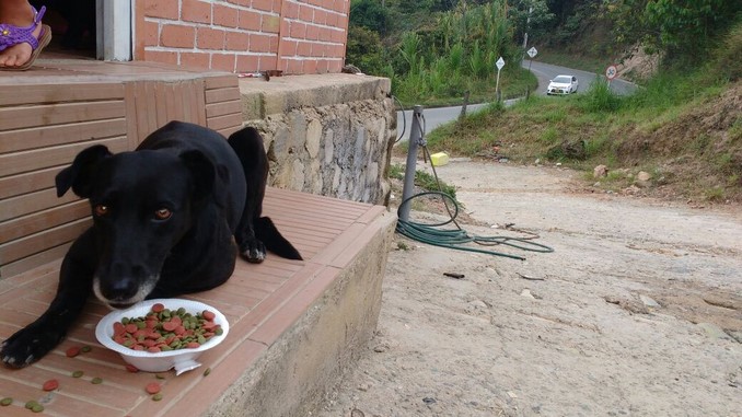 roban moto alimentaba animales