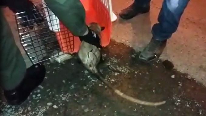 Rescatan a una zarigüeya en Santa Fe de Antioquia que al parecer fue arrollada por un vehículo