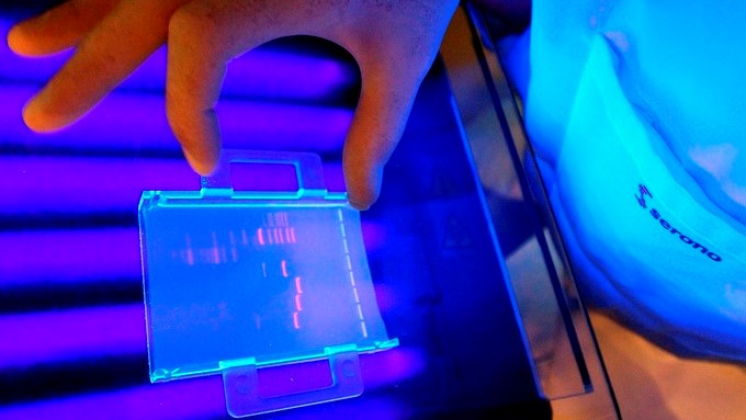 El método, desarrollado por científicos de la Universidad de California en San Diego y en San Francisco y bautizado 'puntaje de riesgo poligénico' (PHS, en inglés), surgió tras el análisis de información genética de unos 70.000 individuos. EFE/Archivo