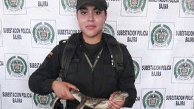 babilla incautada
