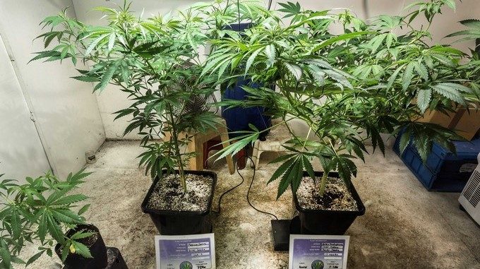 Cultivo de cannabis en un sótano de The Cannabis Company en Amsterdam (Holanda). EFE/Archivo