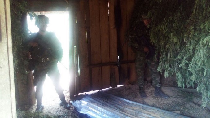 FOTOS: En San Luis el Ejército encontró y quemó 761 kilos de marihuana del 'Clan del Golfo' 2 Depósitos de marihuana destruidos en San Luis.