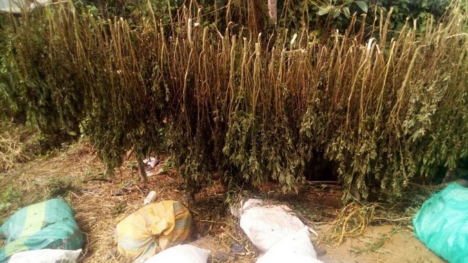 Depósitos de marihuana destruidos en San Luis.