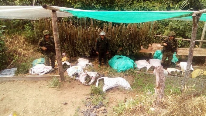 FOTOS: En San Luis el Ejército encontró y quemó 761 kilos de marihuana del 'Clan del Golfo' 6 Depósitos de marihuana destruidos en San Luis.