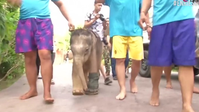 EN VIDEO: Así cambio la vida de la bebé elefante que perdió su patica por una trampa
