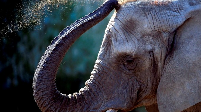 Elefante mató a un niño que lo molestó arrojándole piedras