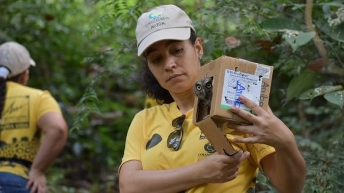 fauna_silvestre_animales_liberados_archivo_corantioquia