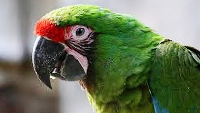 guacamaya