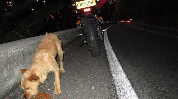 roban moto alimentaba animales