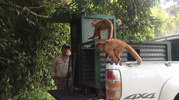 El viernes Cormacarena liberará especies de fauna silvestre rescatadas del tráfico ilegal