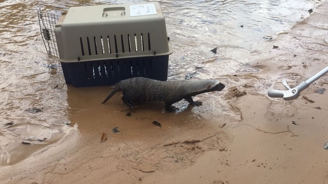 El viernes Cormacarena liberará especies de fauna silvestre rescatadas del tráfico ilegal