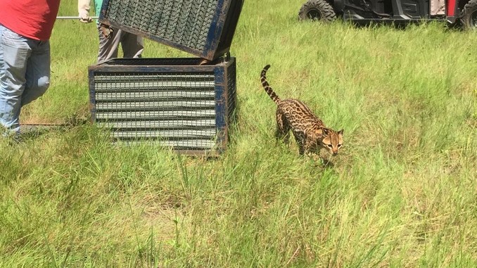 El viernes Cormacarena liberará especies de fauna silvestre rescatadas del tráfico ilegal