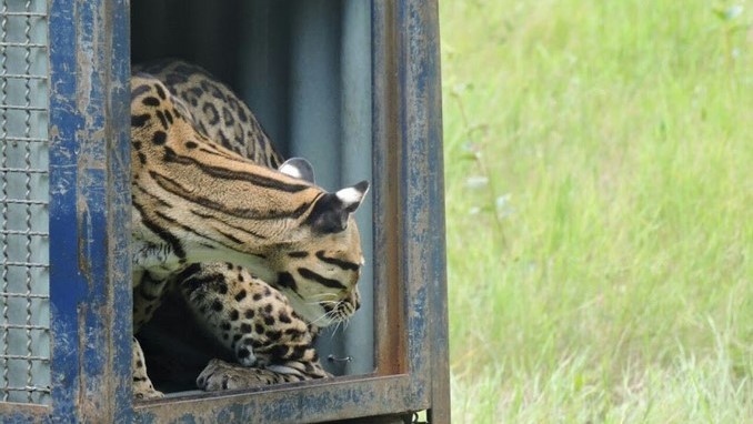 El viernes Cormacarena liberará especies de fauna silvestre rescatadas del tráfico ilegal