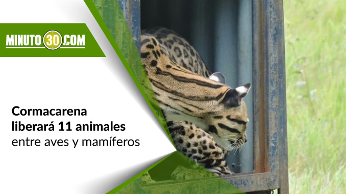 El viernes Cormacarena liberará especies de fauna silvestre rescatadas del tráfico ilegal