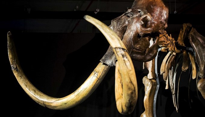 Vista de un esqueleto de un mamut gigante. EFE/Archivo