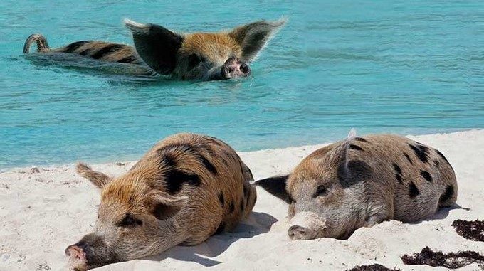 Marranitos/ Tomada de Upsocl