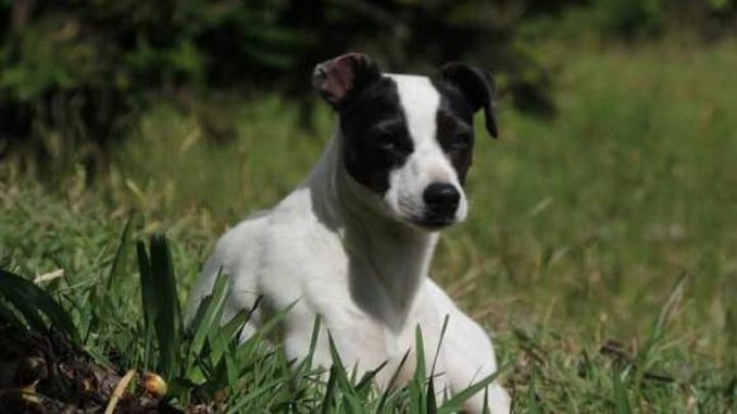 De un balazo mataron a una perrita en Santa Elena. El caso es investigado 1 Mascota asesinada.