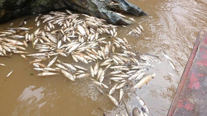 Autoridades ambientales investigan la muerte masiva de peces en el río Porce