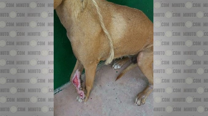 Perro rescatado en Caucasia.