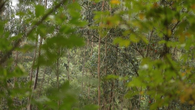 El programa 'El Bosque Crece' busca capturar cerca de tres mil toneladas de CO2