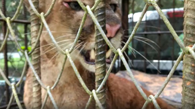 Puma rescatado en Urabá