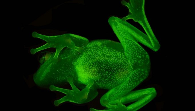 Fotografía cedida por el Museo Argentino de Ciencias Naturales "Bernardino Rivadavia" que muestra el primer anfibio fluorescente documentado. EFE/Cortesía Museo Argentino de Ciencias Naturales "Bernardino Rivadavia"