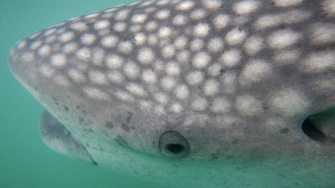 Fotografía facilitada por WWF Filipinas de un tiburón ballena en Donsol. Nadar con un tiburón ballena en Filipinas es un atractivo turístico que promueve el desarrollo local, aunque también puede alterar el frágil ecosistema marino. EFE
