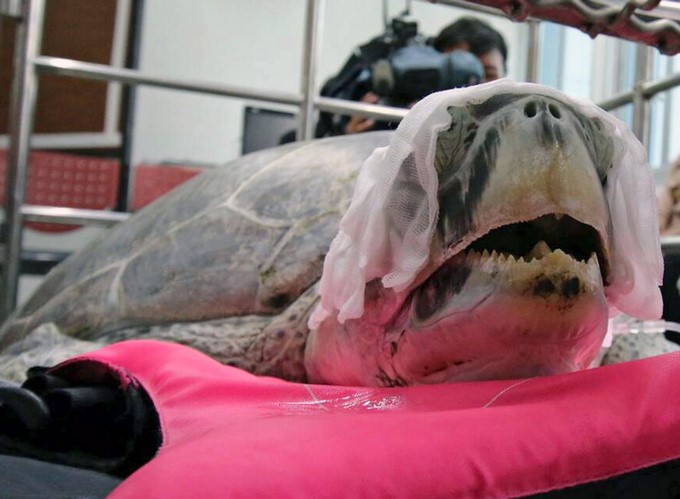 Una tortuga verde de 25 años llamada Om Sin descansa tras una operación en la Facultad de Ciencias Veterinarias en la Universidad de Chilalongkorn, en Bangkok, Tailandia, hoy, 6 de marzo de 2017. EFE
