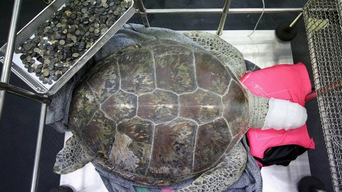 Una tortuga verde de 25 años llamada Om Sin descansa tras una operación junto a las monedas que le han extraido del estómago en la Facultad de Ciencias Veterinarias en la Universidad de Chilalongkorn, en Bangkok, Tailandia, hoy, 6 de marzo de 2017. EFE